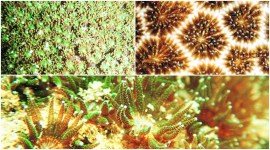 mumbai city news, bmc news, coral colonies mumbai, bmc coral colonies, coral colonies relocation mumbai, mumbai coastal project