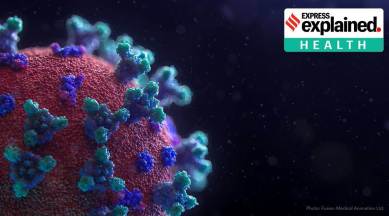 corona spike proteins, coronavirus spike proteins, blocking spike proteins, covid infection, indian express