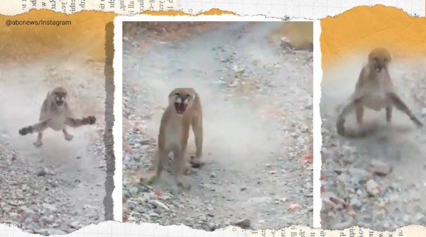 cougar, cougar chase man, utah cougar chase, moutain lion chase utah man, man animal encounter, viral videos, indian express