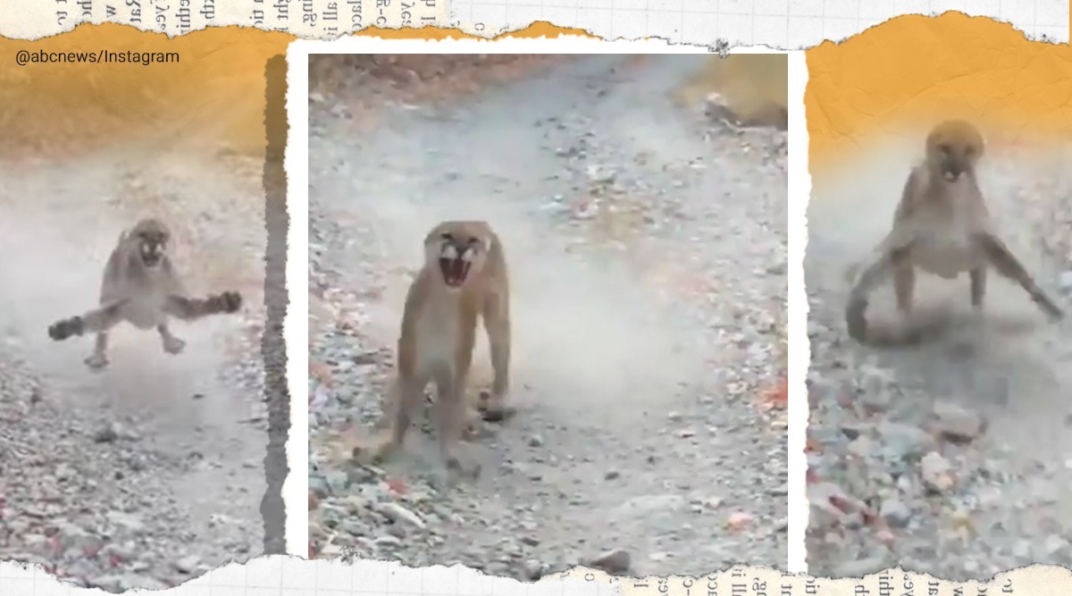 cougar, cougar chase man, utah cougar chase, moutain lion chase utah man, man animal encounter, viral videos, indian express