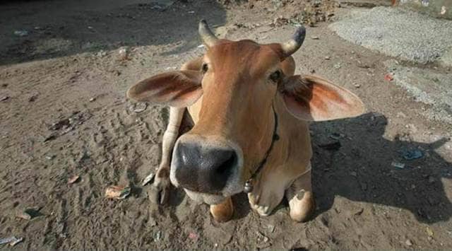 The “chip”, named Gausatva Kavach, is manufactured by Rajkot-based Shrijee Gaushala. (File)