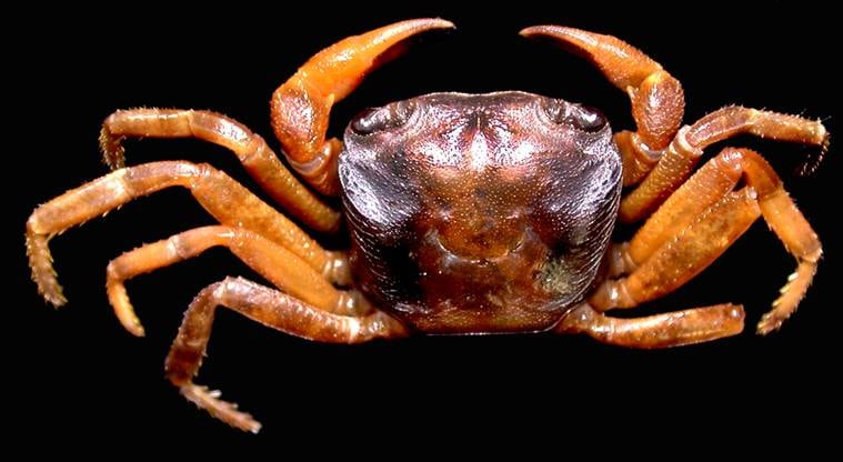 Why a new crab species was named after Arunachal Pradesh’s pristine ...