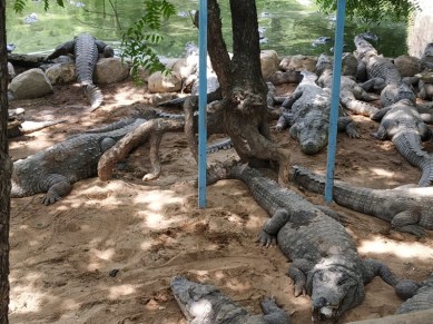 Gir forest, Gir forest girl attack, Gir forest crocodile attack, Gir crocodile attack, gujarat news, indian express