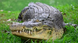 Chennai crocodile bank, crocodile bank Chennai, Chennai crocodile bank coronavirus, Chennai croc bank, Chennai news, city news, Indian Express
