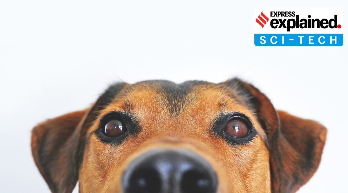 The study shows that over the last 10,000 years, the early dog lineages mixed and moved to give rise to the dogs we know today. (File)