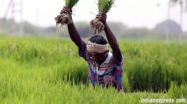 Bombay hc, maharashtra farmers, maharashtra farm loans, maharashtra banks farm loans, maharashtra farmers loan eligibility, indain express news