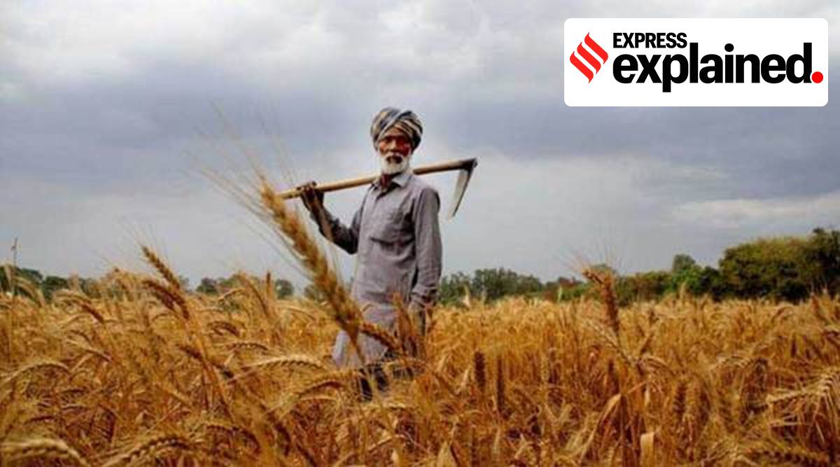 Why it’s an underestimate to say only 6% farmers benefit from MSP