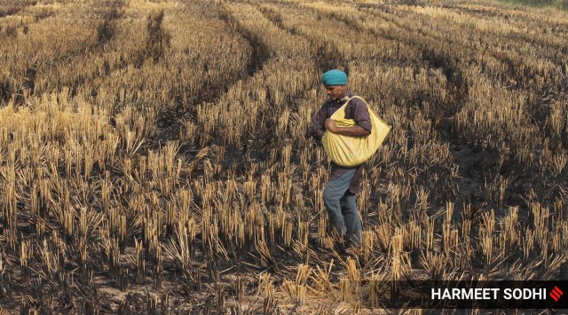 A farmer sows the seeds of wheat grain after burning the paddy stubble in his field near Ghanour-Patiala road in Patiala. (Express Photo: Harmeet Sodhi)