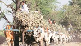 Bitter start to sugarcane season: Rs 8,400 crore in dues from mills to farmers