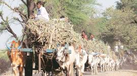 Bitter start to sugarcane season: Rs 8,400 crore in dues from mills to farmers