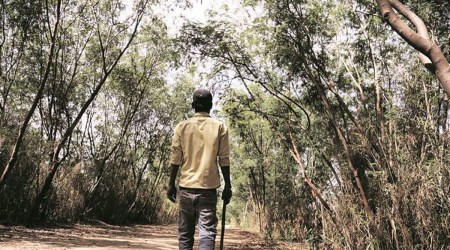 forest assistant 2020