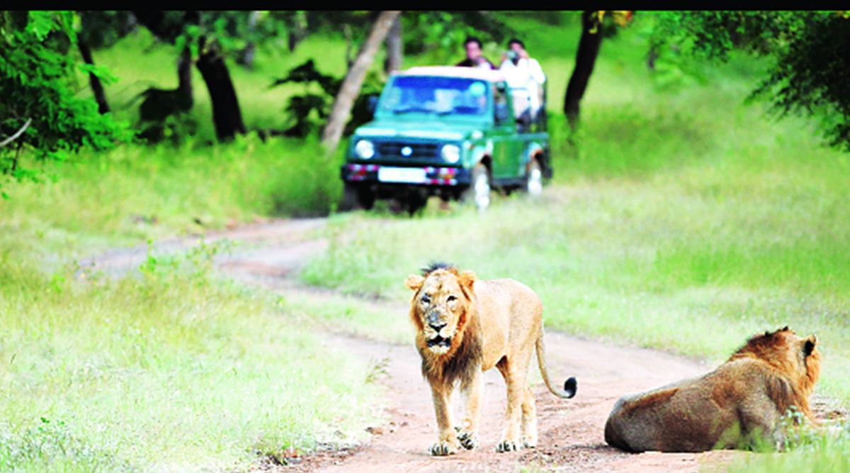 Lion safaris begin in Gir but poor tourist response a cause for concern |  India News,The Indian Express