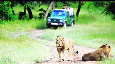 gir national park, gir national park tour, lion safari in gir national park, gir national park tourism, indian express news