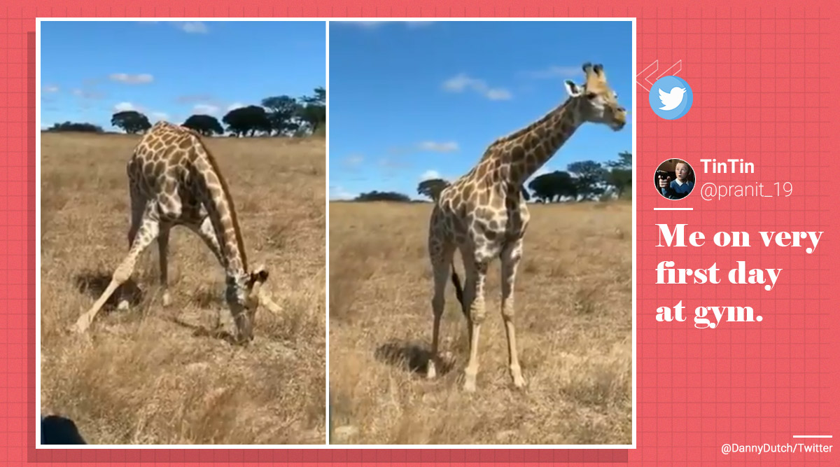 giraffe, giraffes eat grass, giraffe grazing, how giraffe eat grass, viral videos, funny videos, indian express