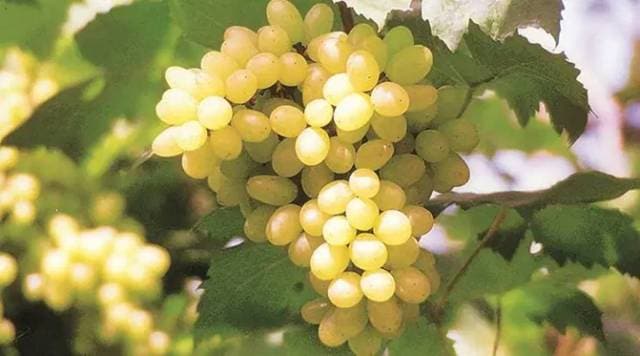 India exports around 2-2.5 lakh tonnes of grapes in annual shipments, and around 1 lakh tonnes is shipped to countries in the European Union (EU).  (File)