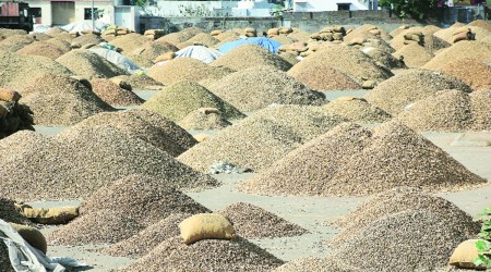 groundnut procurement, groundnut procurement in gujarat, groundnut procurement packing requirements, groundnut procurement packing requirements lowered, indian express news