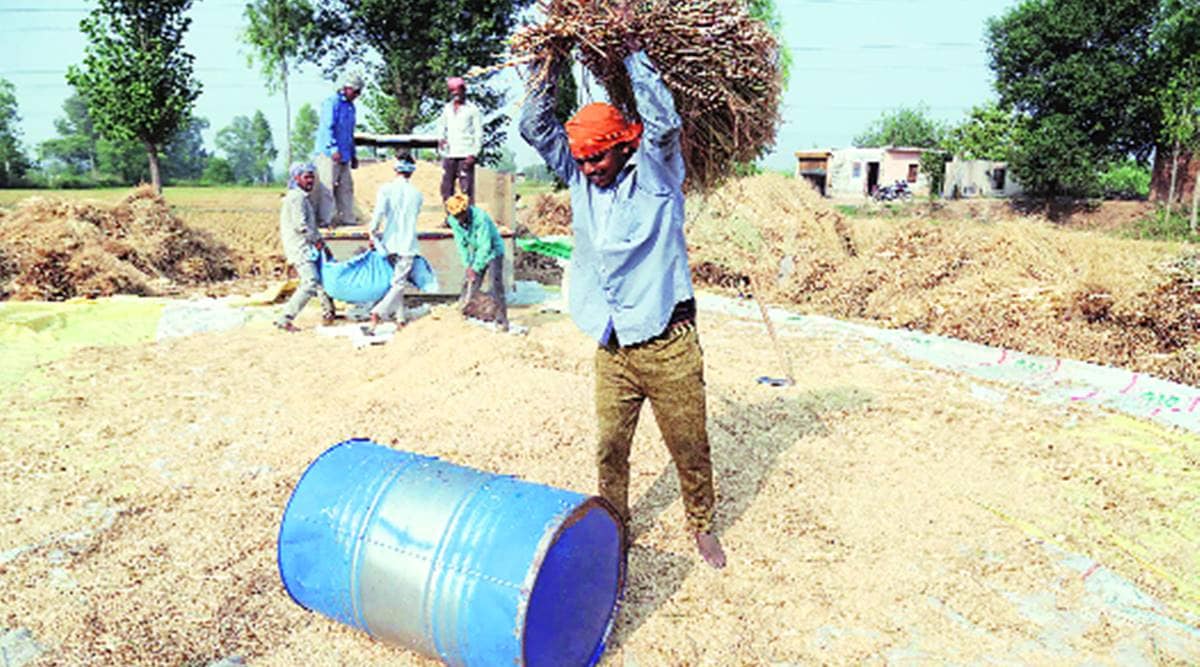 On crop procurement e-way in Haryana, long wait for farmers, delayed payment