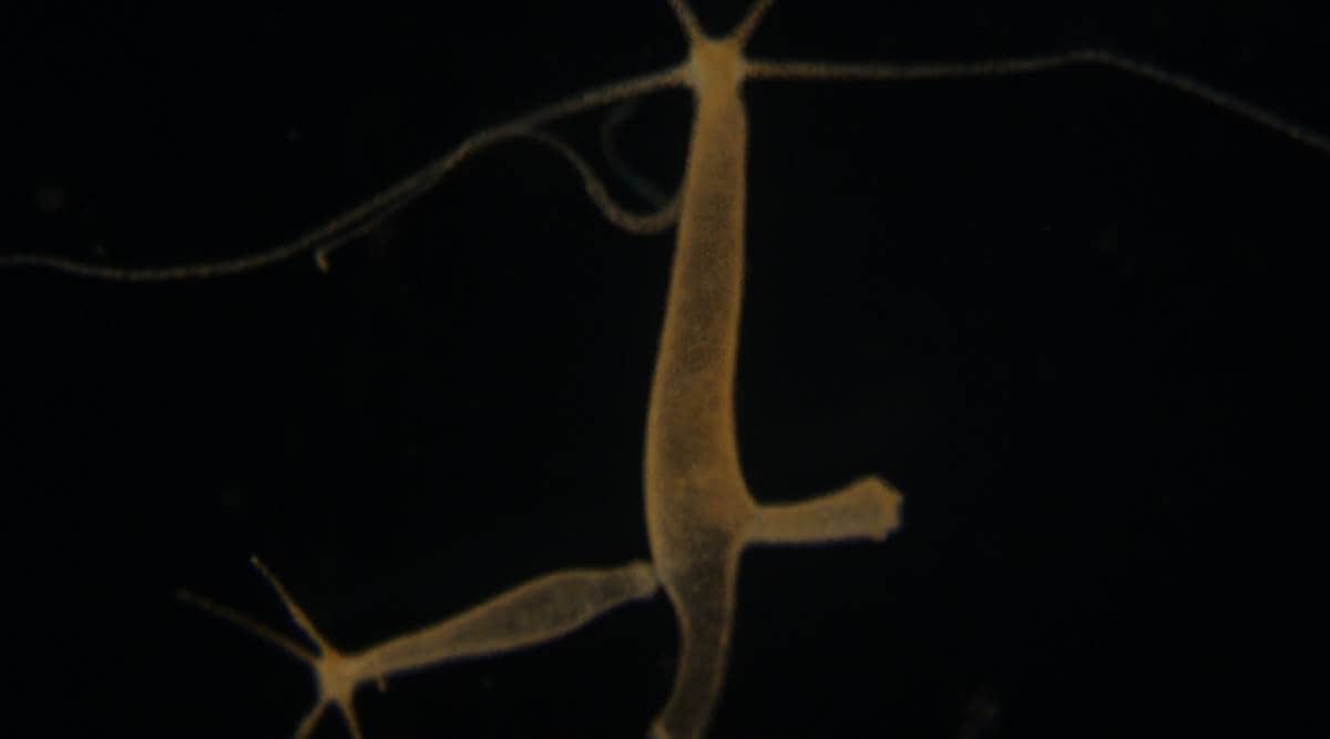 Researchers find two molecules in hydra showing how cells 'talk to each other' | India News,The Indian Express Researchers find two molecules in hydra showing how cells 'talk to each other' | India News,The Indian Express