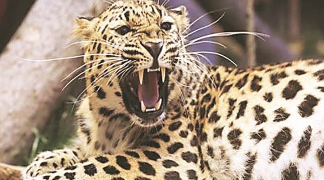 leopard greater noida, leopard in noida, leopard in dadri, leopard ntpc greater noida, noida news