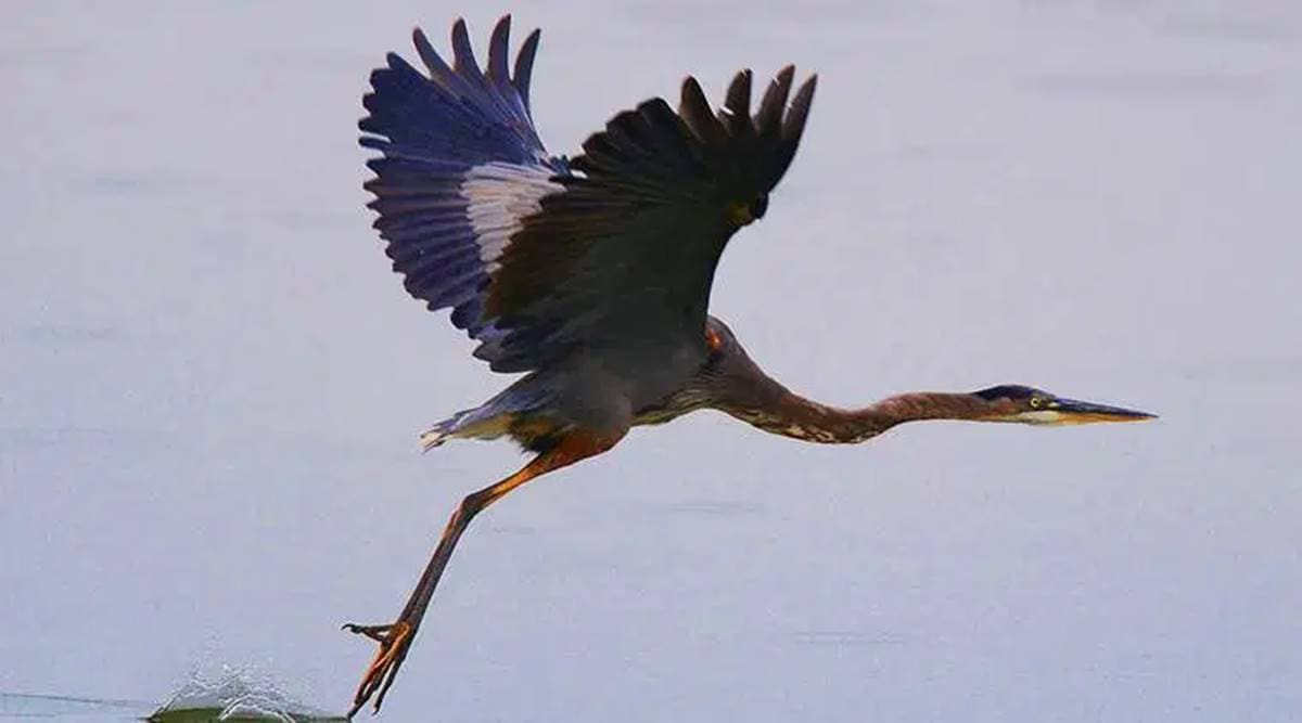 migrant waterfowl birds, migrant birds, decline in arrival of birds, chandigarh news, Punjab news, Indian express news