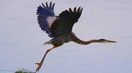 migrant waterfowl birds, migrant birds, decline in arrival of birds, chandigarh news, Punjab news, Indian express news