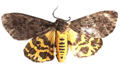 tiger moth species, new species, ZSI scientists, Pune scientists, new species in Western Ghats, Maharashtra news, Indian express news