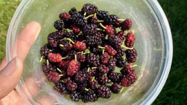 mulberry, mulberry benefits, health benefits of shehtoot, dixa bhavsar tips, indianexpress.com, indianexpress,