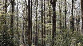 Kalesar forest, wildlife institute of India, WII red flags irrigation dams, Dam construction in Kalesar forest, Chandigarh news, Punjab news, Indian express news