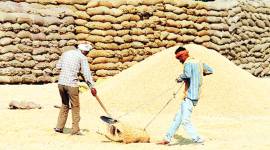 Punjab farmers protest, farm laws, minimum support price, paddy procurement, Chandigarh news, Punjab news, Indian express news