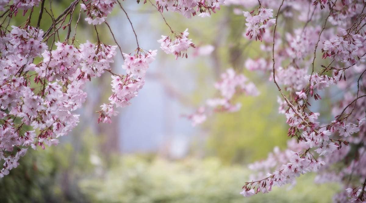 In Pics  Cherry trees blush pink as festive mood returns with pleasant  sunshine in Shillong - Hub News