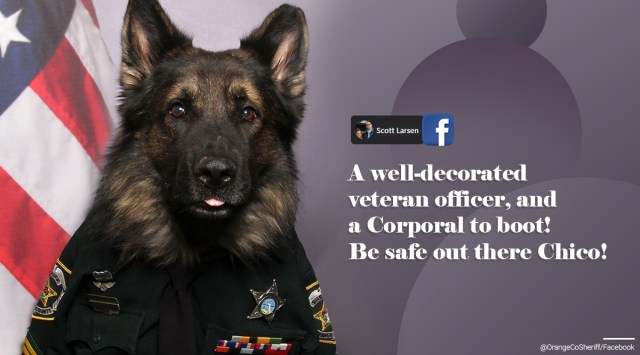 A police dog in his uniform is getting plenty of praise on social media ...