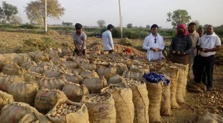 Punjab, Punjab Potato farming, Potato farming, Potato, Punjab farmers, Chandigarh news, Chandigarh, Indian express, Indian express news, Punjab news