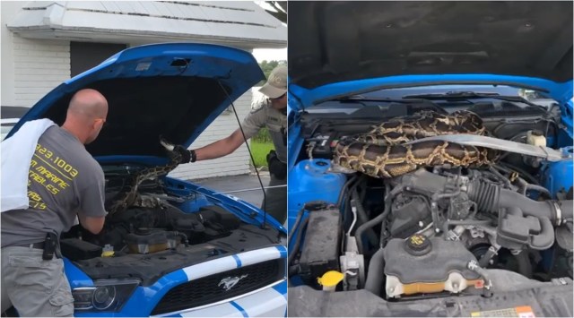 The huge animal was rescued from the car's engine in Florida. (Source: MyFWC/ Facebook)