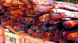 red mumbai red sanders, mumbai red sanders smuggling customs officer, red sanders smuggling, mumbai city news