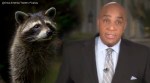 CNN reporter, Raccoon encounter, White House, White house raccoon attacks, viral video, Trending news, Indian Express news.