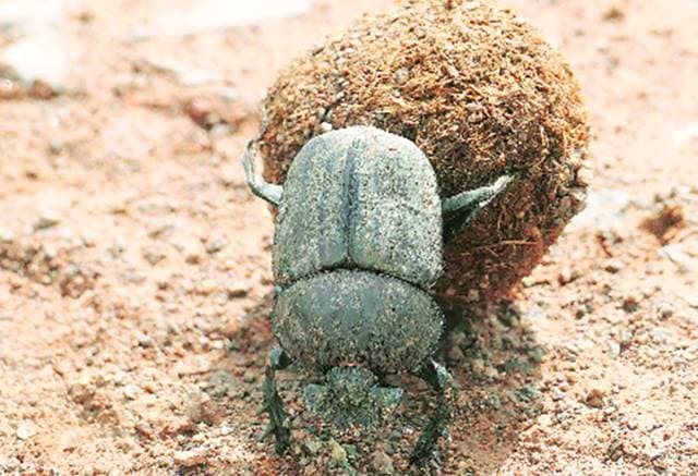 A dung beetle at work