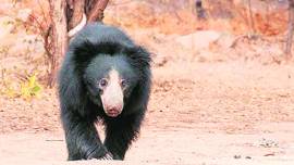 sloth bear corridor, Gujarat govt, Wildlife Board meeting, gujarat tourism, AHmedabad news, Indian express news