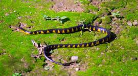 Arunachal Rain Snake, Smithophis arunachalensis, arunachal wildlife, arunachal snakes, arunachal biodiversity, Wildlife Institute of India, Edward O Z Wade, herpetology, indian express