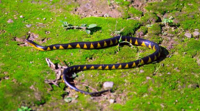 Arunachal Rain Snake: A discovery 15 years in the making | North East ...