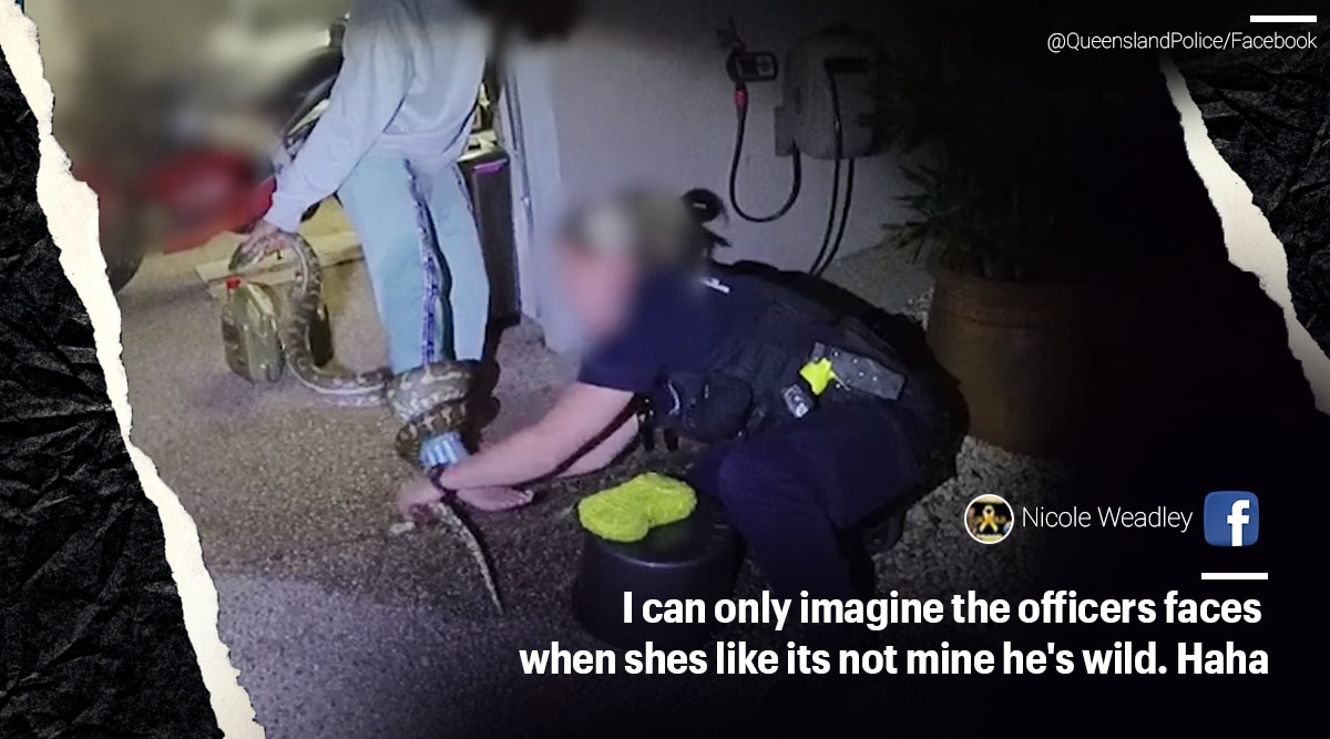 Snake, Carpet python, Carpet Python rescue, Australia, Viral video, Trending news, Indian Express news.