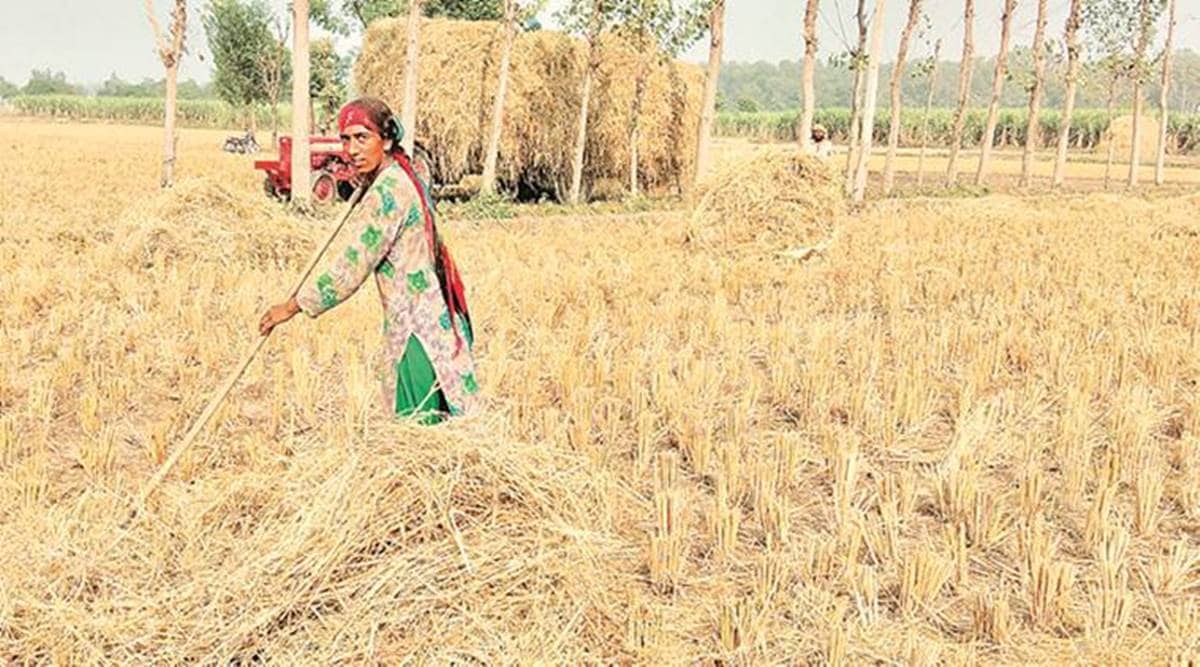 Punjab stubble production, Punjab paddy production, Punjab news, Chandigarh news, Indian express news