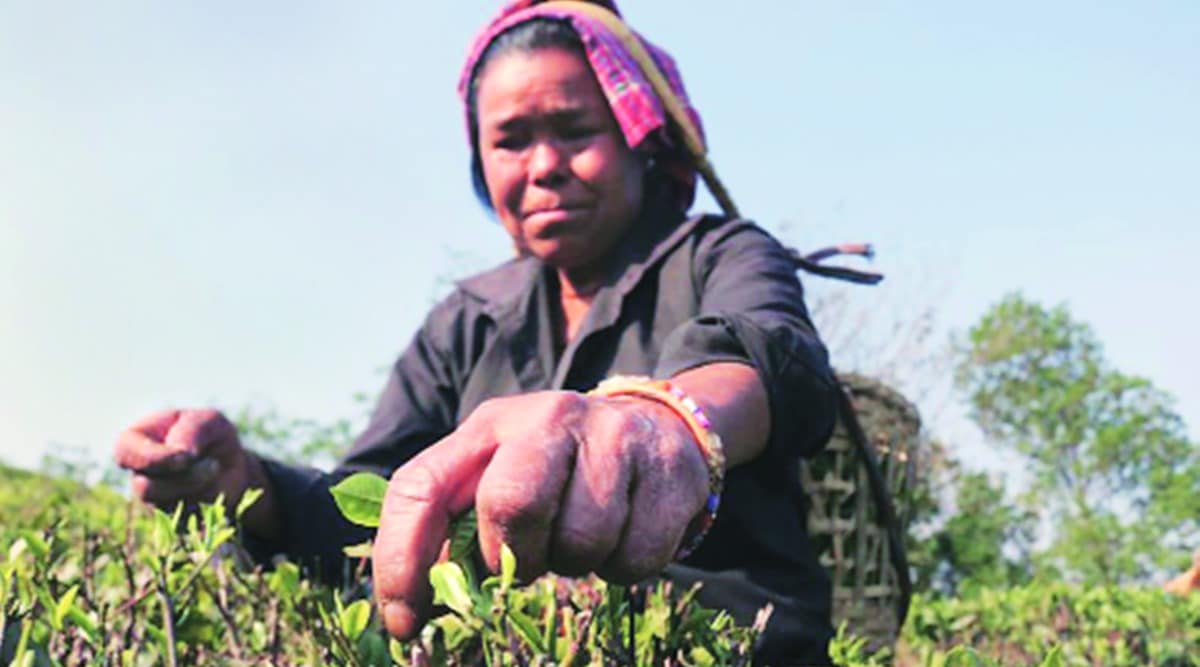 mamata banerjee, west bengal tea plantation, north bengal tea planters, north benga tea planters minimum wages, indian express news