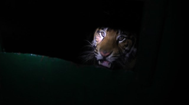 Rajura tiger, Chandrapur tiger, Maharashtra tiger, Indian Express