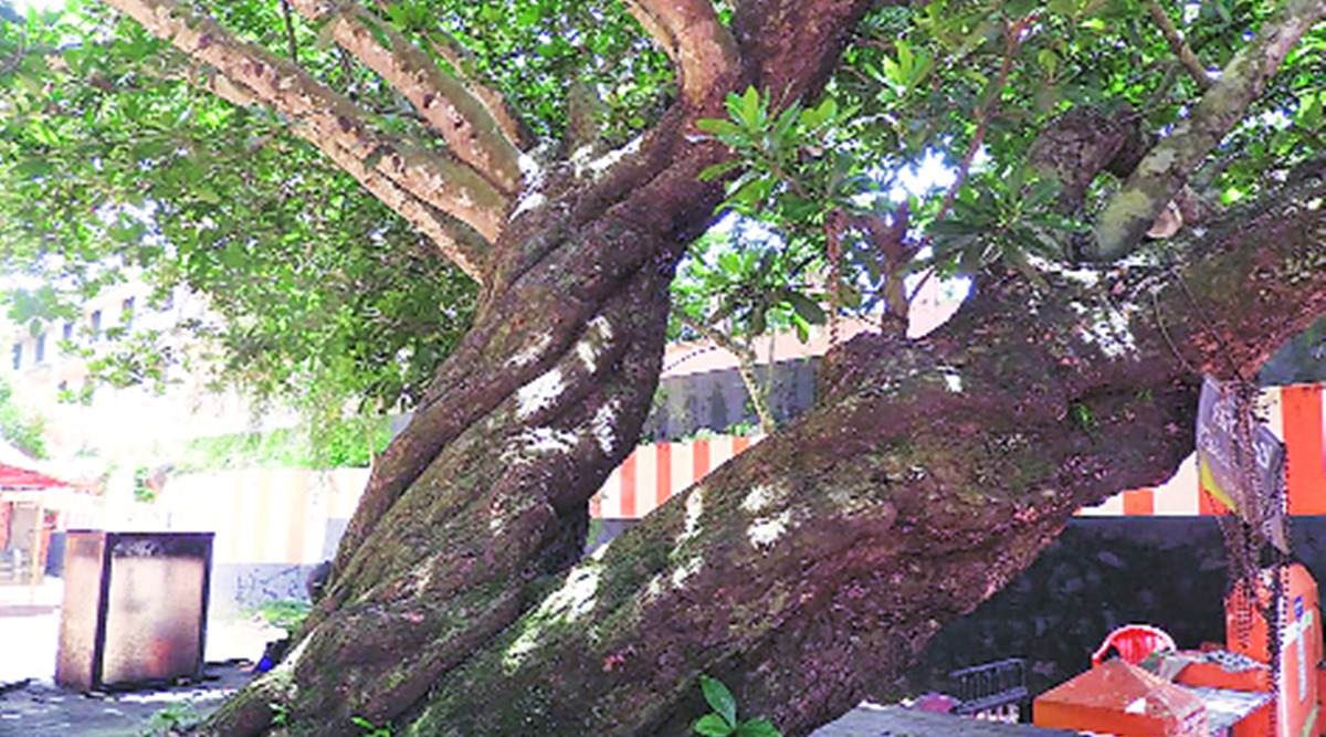 JNTBGRI, Kerala endangered tree, Kerala endangered tree rediscovered, Kerala endangered tree rediscovered after 184 years, Kerala news, nature, indian express news