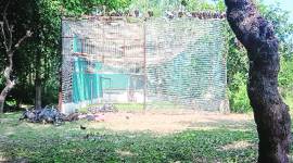 Vultures leave cage for food, wild vultures, Chandigarh Breeding Centre, Chandigarh news, Punjab news, Indian express news