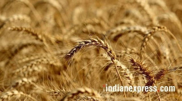 pune wheat farmers, satara wheat farmers, satara hjyhbrid wheat, satara double produce by hybrid wheat, pune news, indain express news