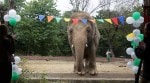 Kaavan elephant, relocation Cambodia farewell party, Islamabad Zoo, Elephant relocation farewell party, Kaavan elephant abuse, elephant farewell party, Kaavan elephant farewell party, Trending news, Islamabad Zoo conditions, Indian Express news.