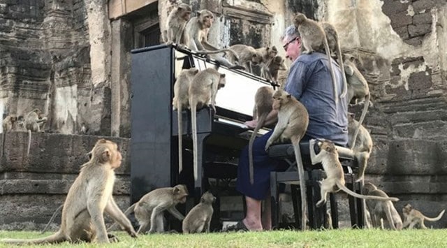 British pianist, piano performance for monkey, Thailand, Viral video, coronavirus virus-induced hunger monkeys, Paul Bartonas piano for monkey, music for monkeys, Indian Express news.