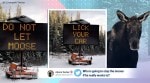 Canada, Moose warning, Moose licking cars for salt, Moose licking cars warning, Warning for drivers, Not let moose lick cars warning, Canada, Trending news, Indian Express news