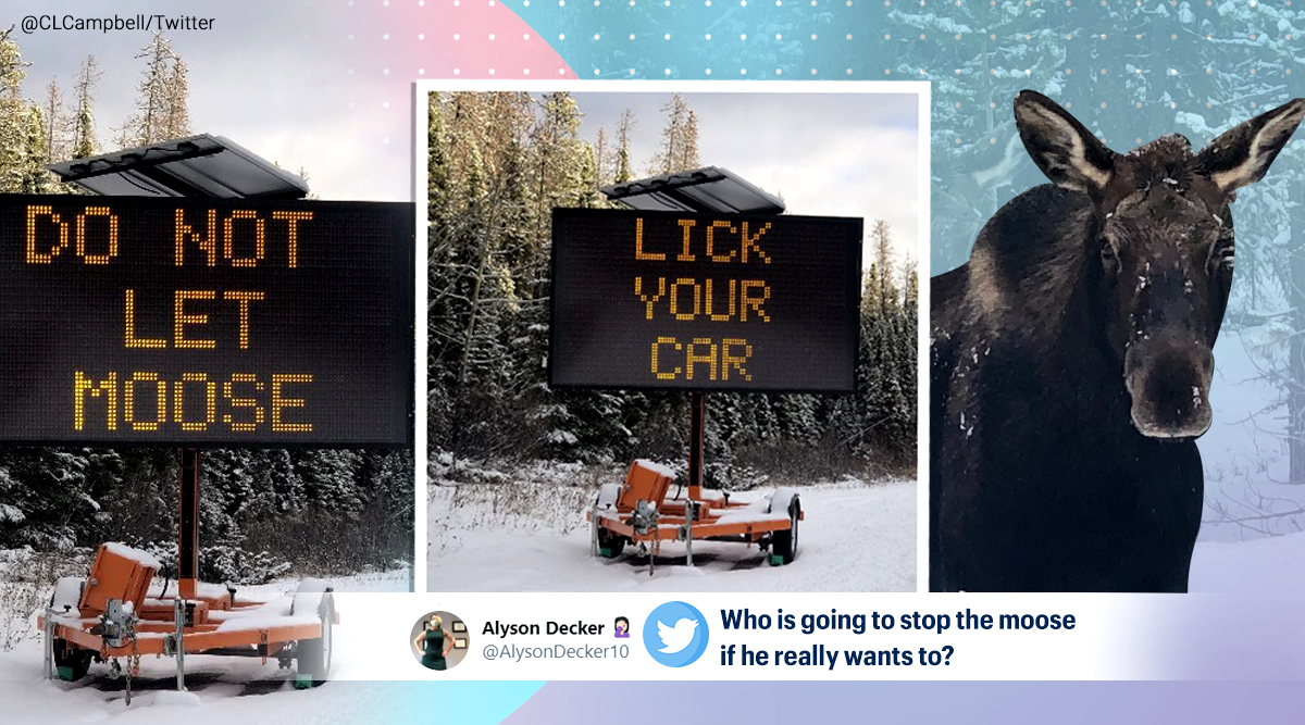 Canada, Moose warning, Moose licking cars for salt, Moose licking cars warning, Warning for drivers, Not let moose lick cars warning, Canada, Trending news, Indian Express news